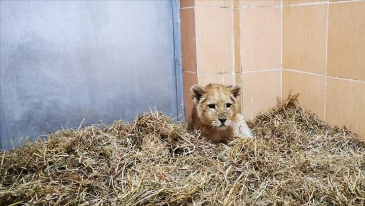 İzmirde kaçak yollar ile getirilmiş aslan yavrusu ele geçirildi