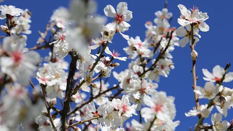 Antalya’da badem ağaçları çiçek açtı