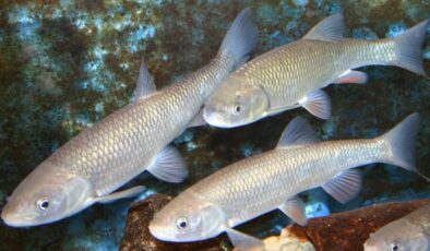 Araştırmacılar: İnsanlar, tatlı su balıklarının neslini tüketiyor