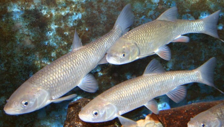 Araştırmacılar: İnsanlar, tatlı su balıklarının neslini tüketiyor