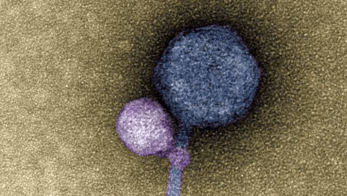 Vampir Virüs: Yeni Bir Virüs Türünün Keşfi