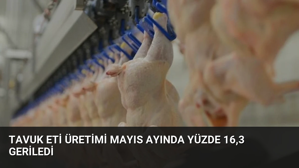 Tavuk Eti Üretimi Mayıs Ayında Yüzde 16,3 Geriledi